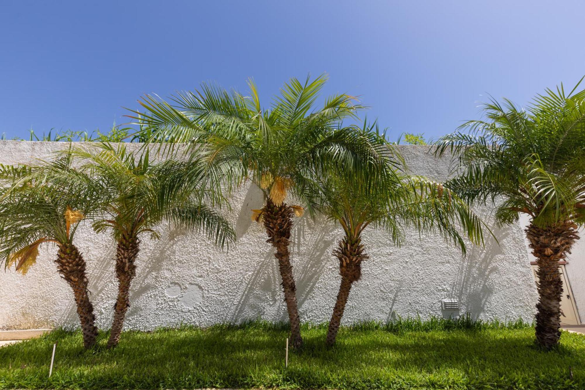 Villa Kore, Capo Vaticano Exteriér fotografie